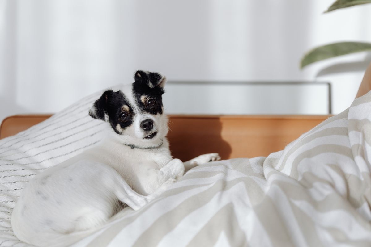Small dog resting on a soft bed